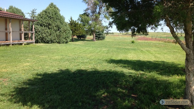 Lovely Shade trees